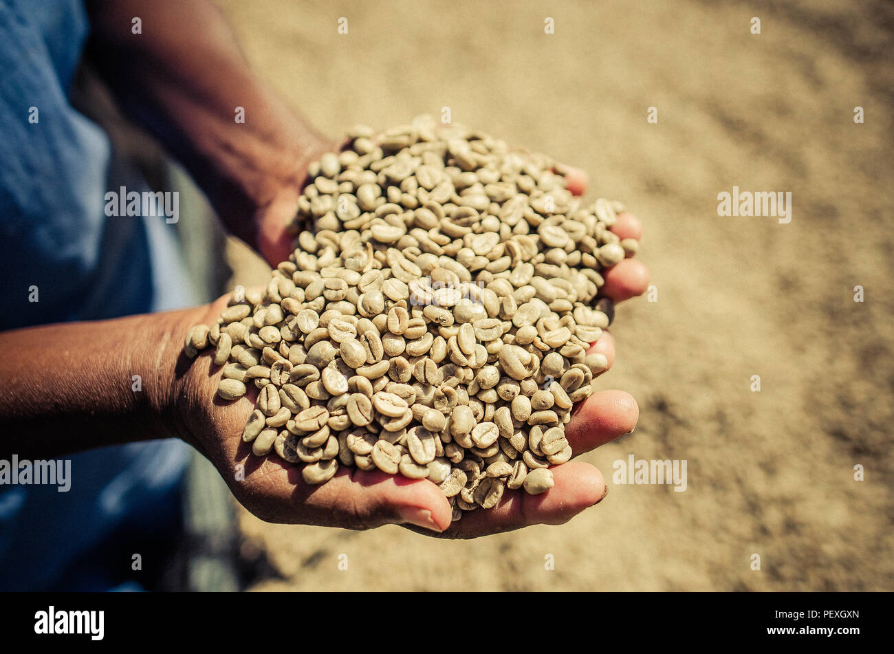 Kaffeebohnen in die Hände der Arbeitnehmer Stockfoto
