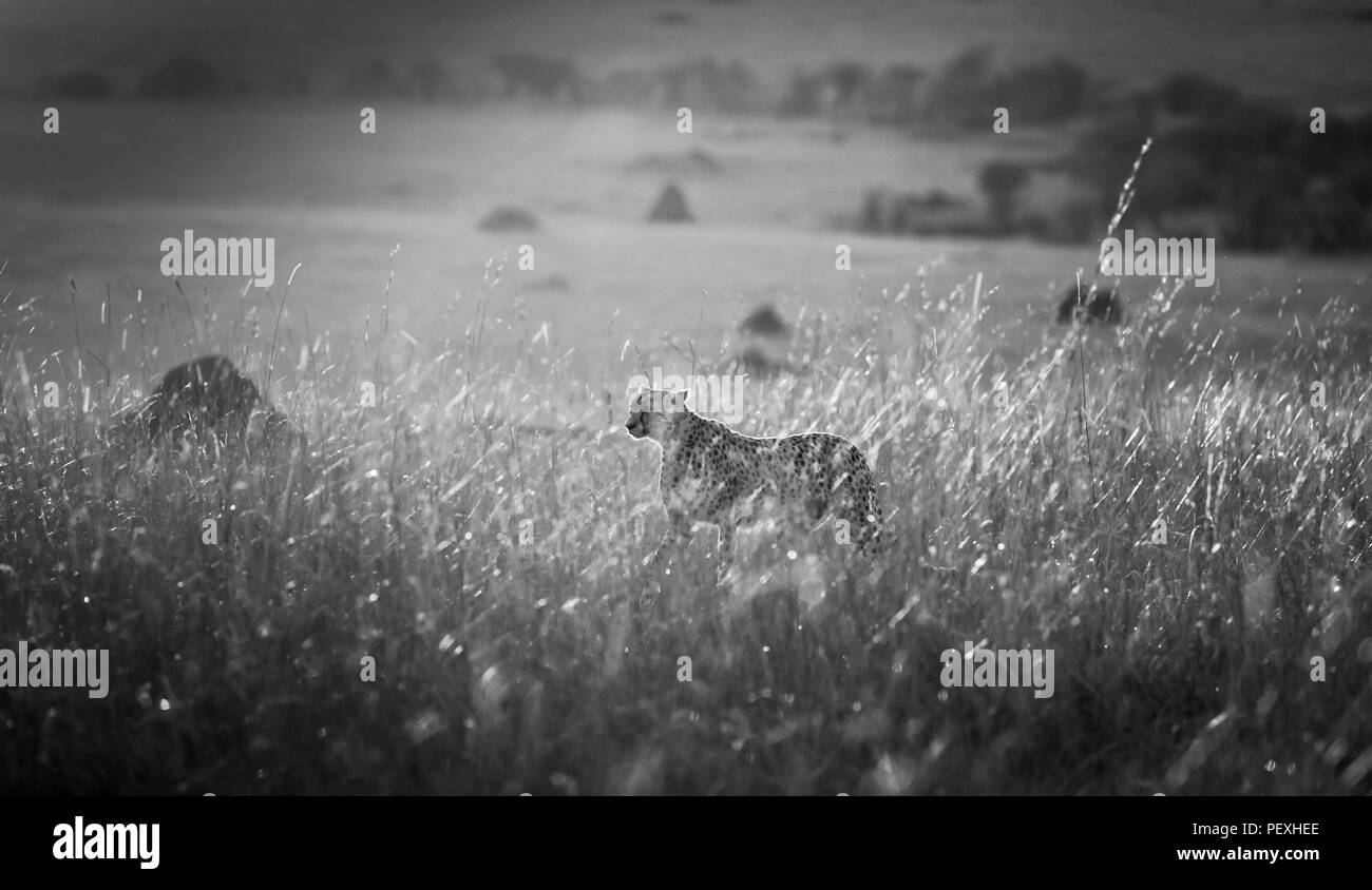 Nach weiblichen Geparden (Acinonyx jubatus) mit Hintergrundbeleuchtung von früh morgens Sonne steht, wachsam und aufmerksam im Grünland in der Masai Mara National Reserve, Kenia Stockfoto