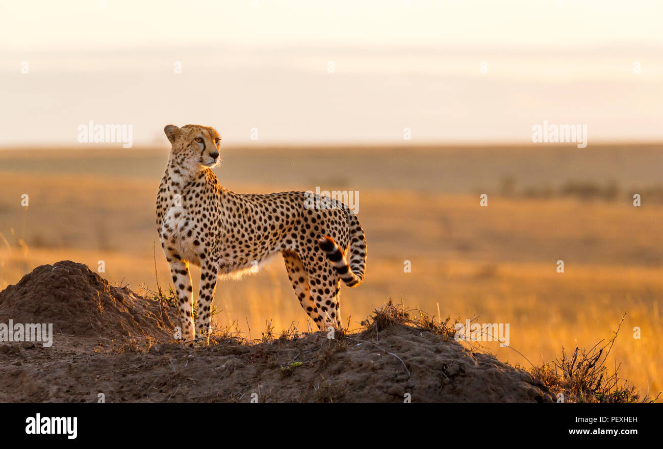 Nach weiblichen Geparden (Acinonyx jubatus) Gegenlicht der Sonne steht, wachsam und aufmerksam im Grünland, Masai Mara National Reserve, Kenia Stockfoto