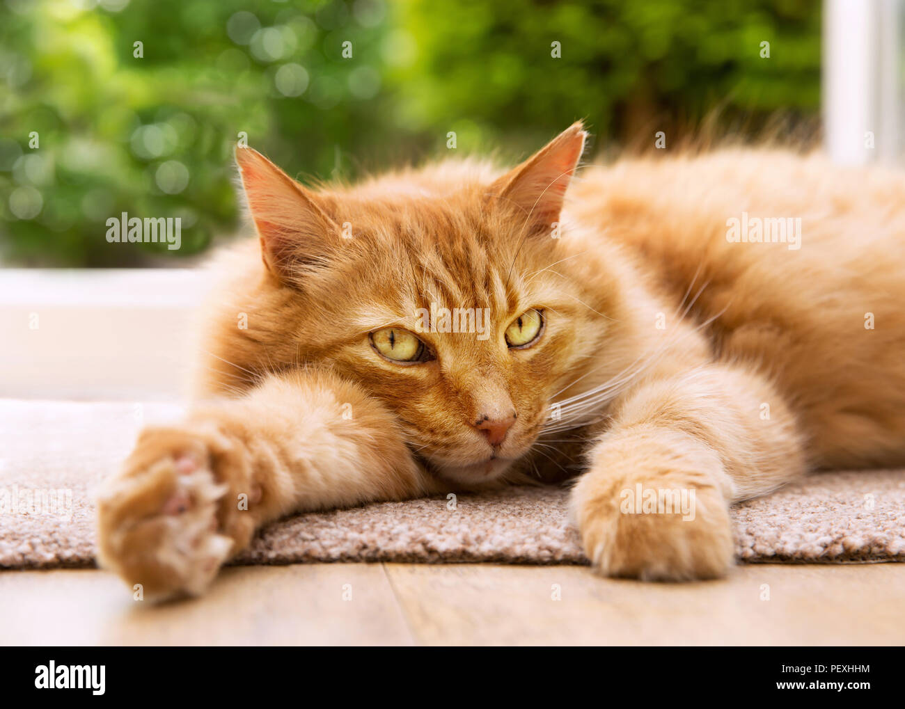 Nahaufnahme einer entspannten Katze liegend auf einer Matte neben einer Terrasse Tür zum Garten. Stockfoto