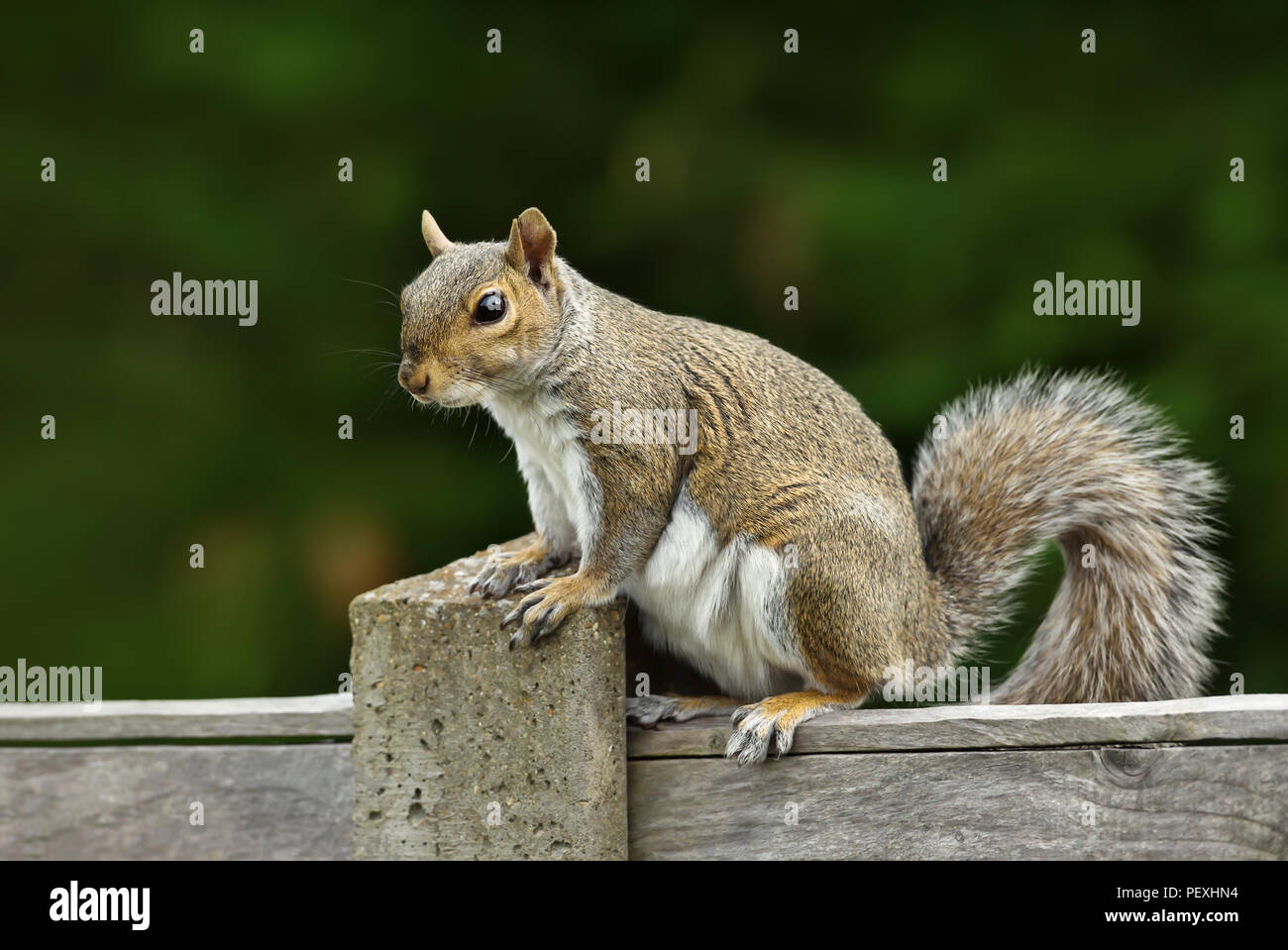 Nahaufnahme von einem grauen Eichhörnchen sitzt auf einem Zaun, Großbritannien Stockfoto