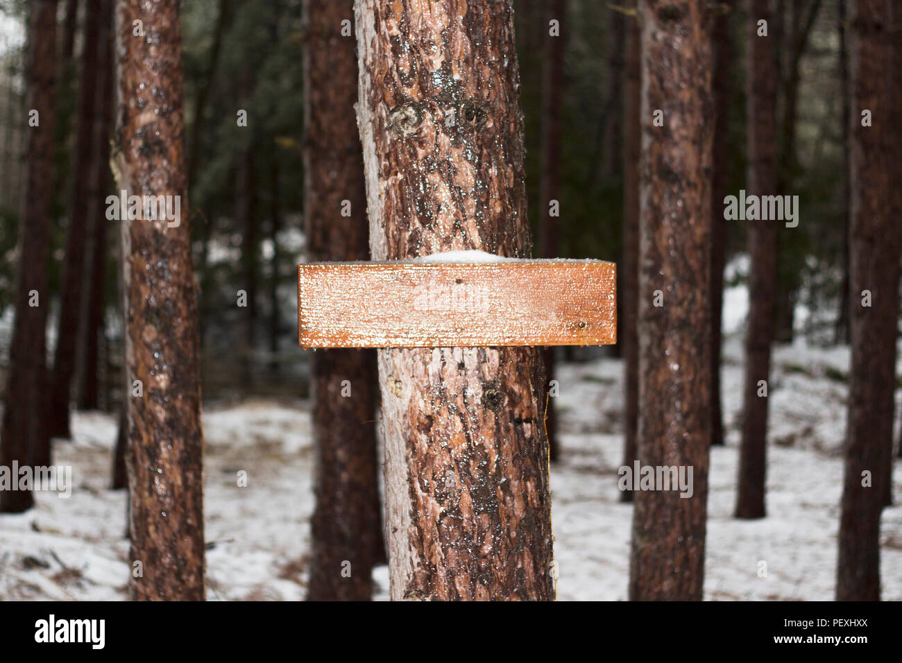 Leere Holz Pfosten Schild mit Text Platz im Wald im Winter Stockfoto