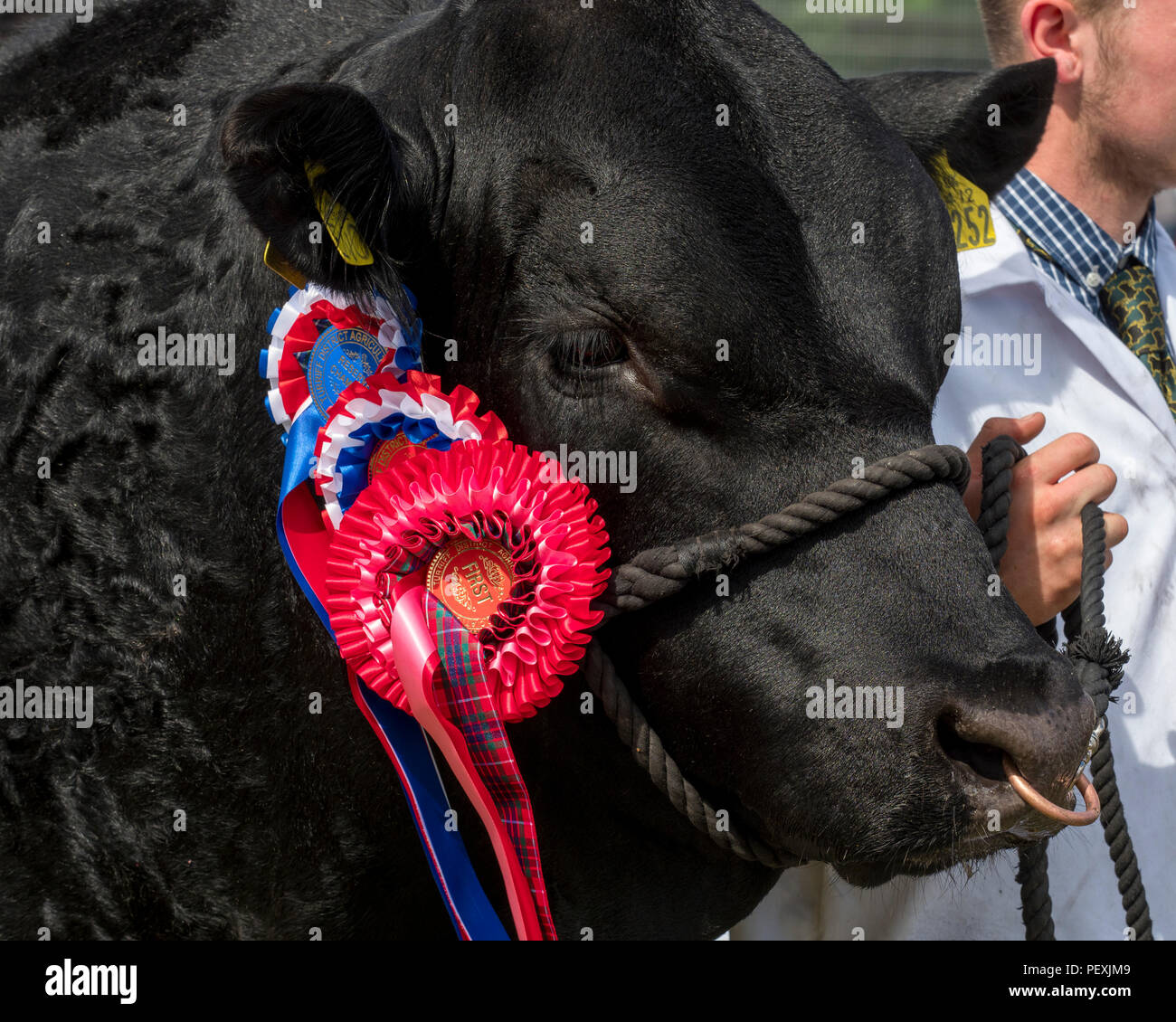 Turriff, Schottland - 06 Aug 2018: Meister Aberdeen Angus Stier an den Turriff Landwirtschaft zeigen Stockfoto