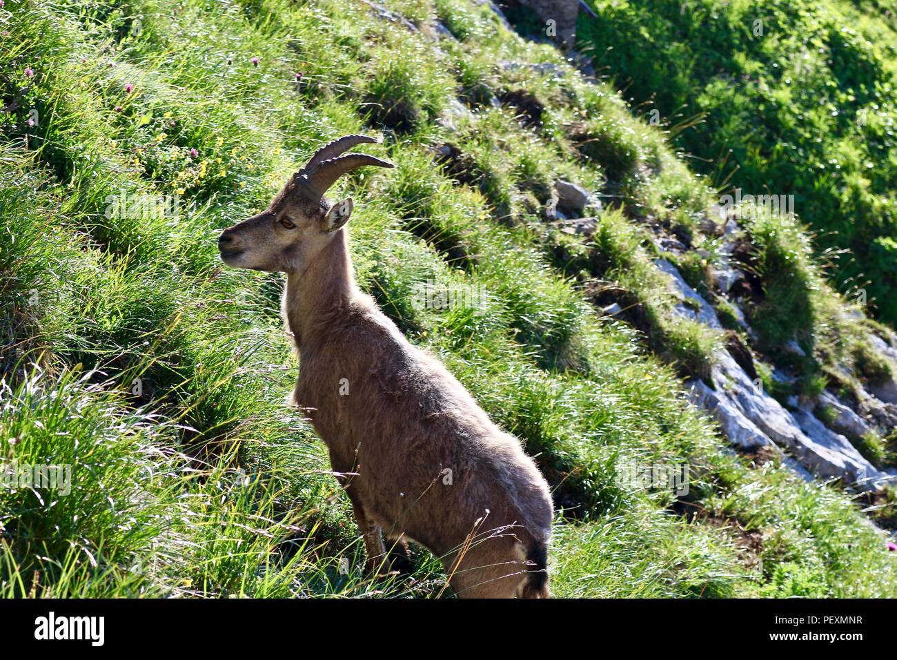 Im ländlichen Spanien Ziege Stockfoto