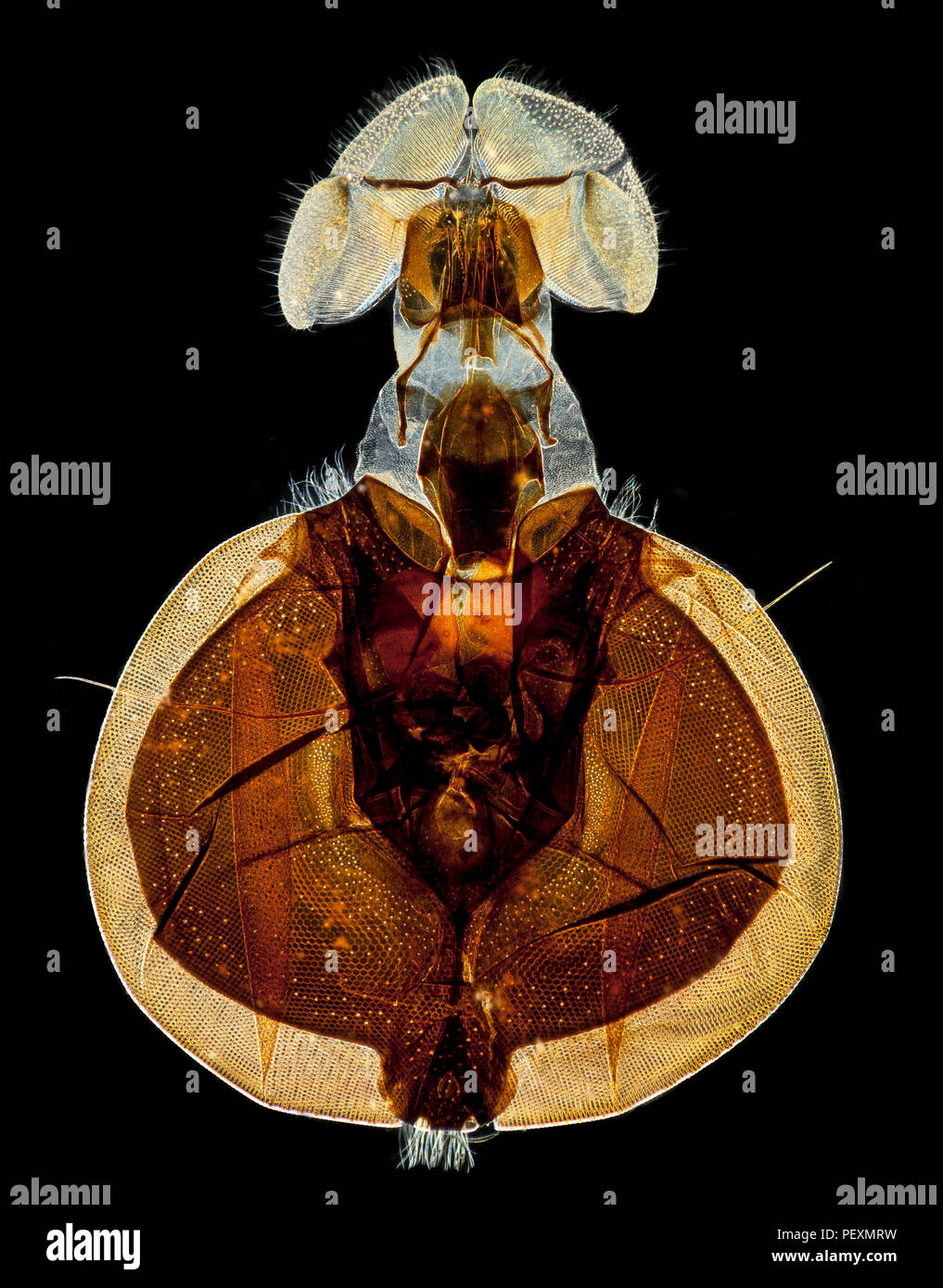 Typische schmeißfliege Beispiel, Dunkelfeld photomicrograph mit Facettenaugen und Schwamm wie Rüssel Stockfoto