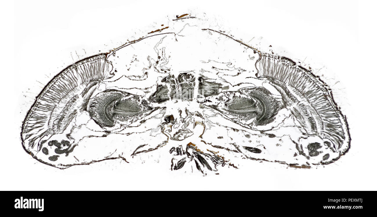 Augen der Drohne fliegen Eristalis Tenax, den ganzen Kopf abschnitt, hellfeld photomicrograph Stockfoto