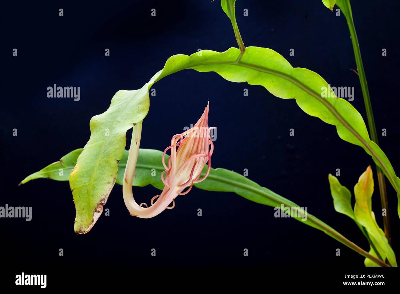 Königin der Nacht, Epiphyllum oxypetalum, Dutchman's Pipe Cactus, Nacht blühende Cereus in Knospe. Stockfoto