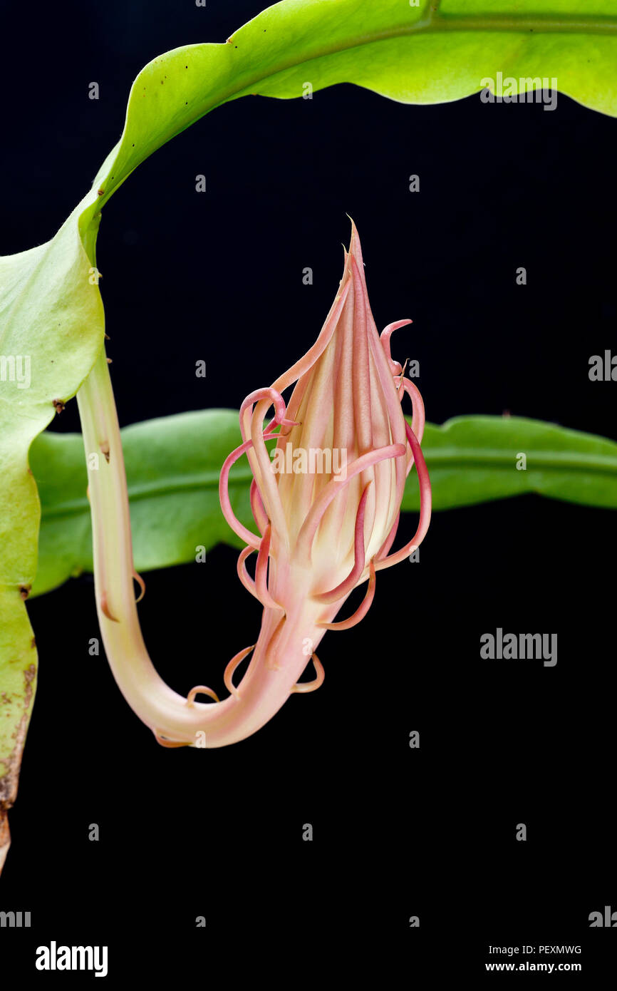 Königin der Nacht, Epiphyllum oxypetalum, Dutchman's Pipe Cactus, Nacht blühende Cereus in Knospe. Stockfoto