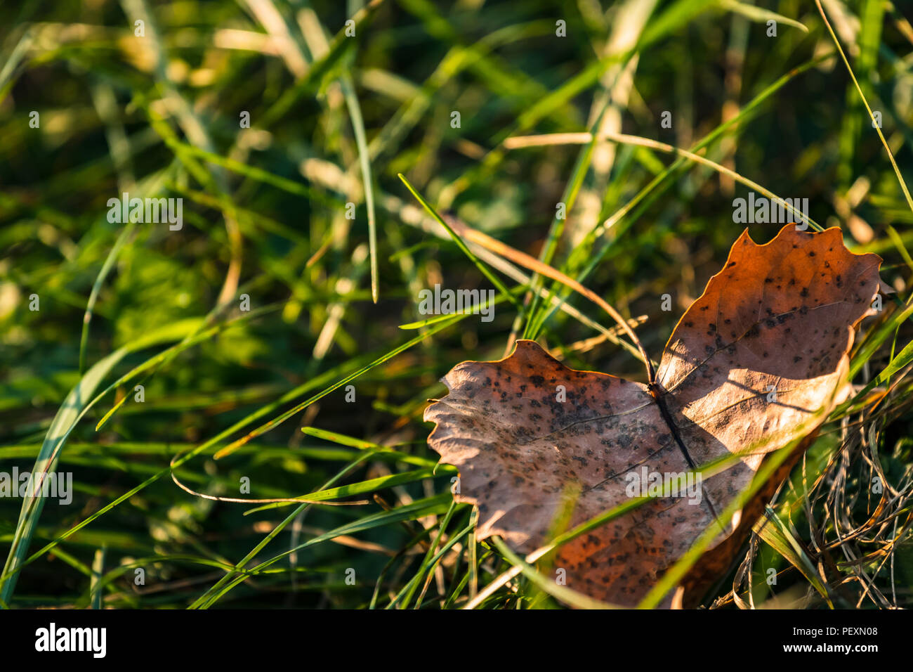 Herzförmige Blätter Verlegung auf sonnigen, grünen Gras. Stockfoto