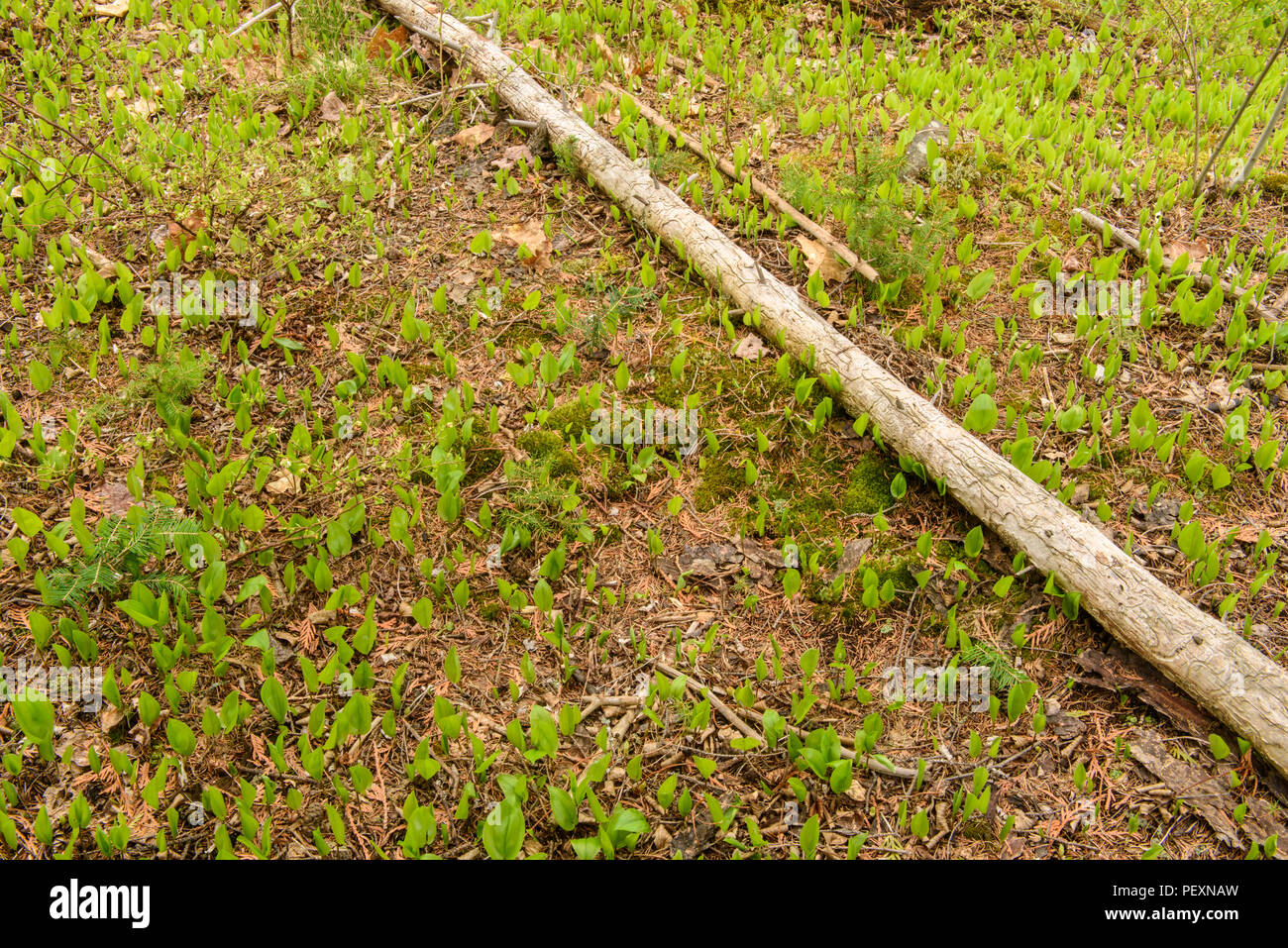 Waldboden mit aufstrebenden Mayflower Blätter, grössere Sudbury, Ontario, Kanada Stockfoto