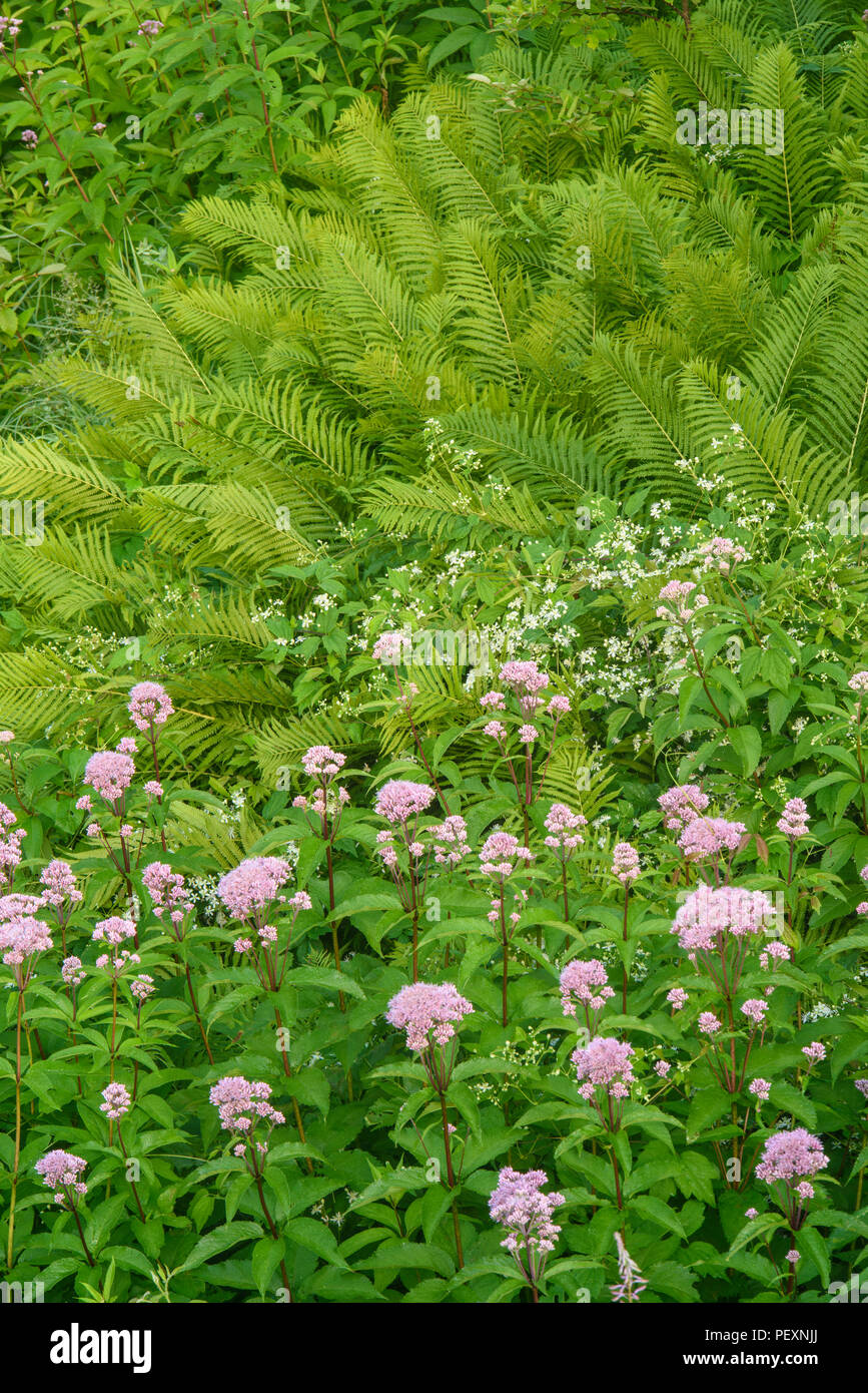 Unterbrochen Farn (Osmunda claytoniana) und blühenden Joe-Pye Unkraut (Eupatorium maculatum), Greater Sudbury, Ontario, Kanada Stockfoto