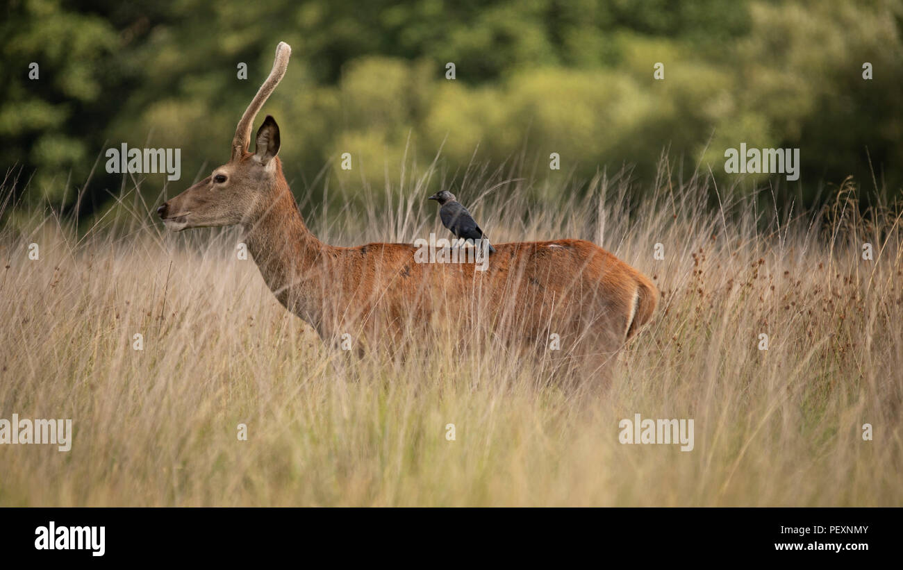 Rotwild und dohle im Richmond Park Stockfoto