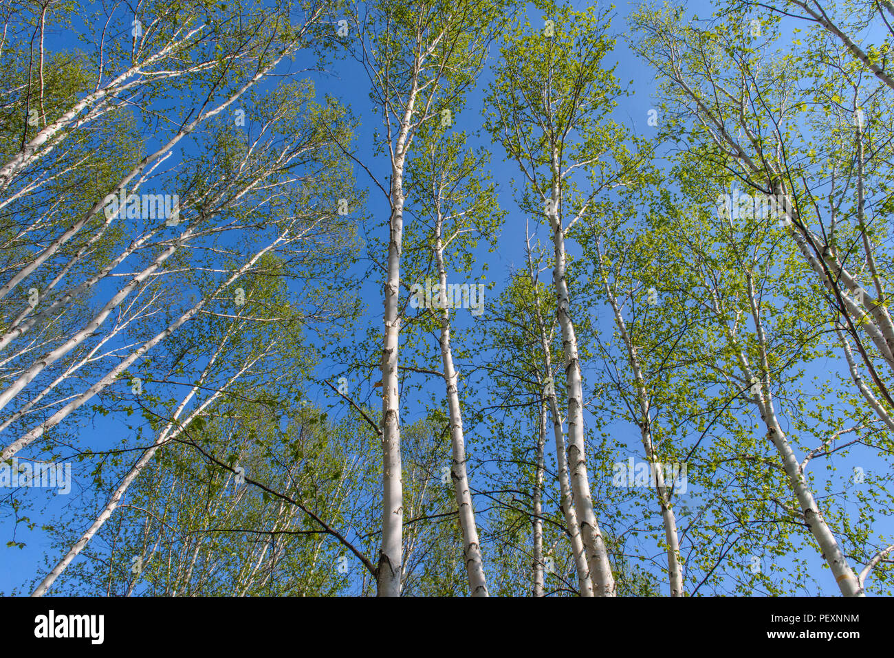 Frühling Laub auf weiße Birke (Betula Papyrifera) Bäume, Wanup, Ontario, Kanada Stockfoto