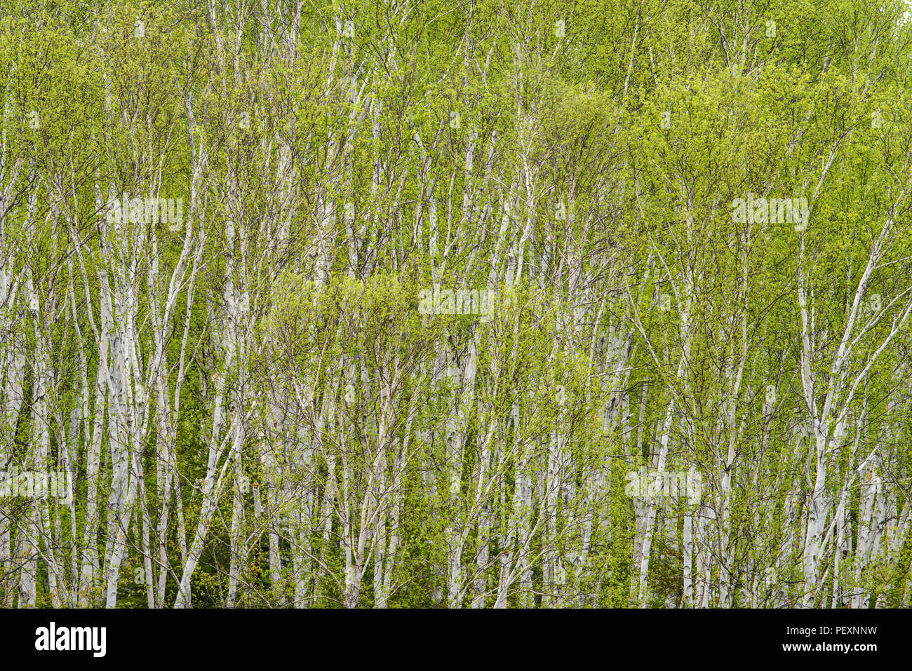 Birke (Betula Papyrifera) im Frühjahr, Greater Sudbury, Ontario, Kanada Stockfoto