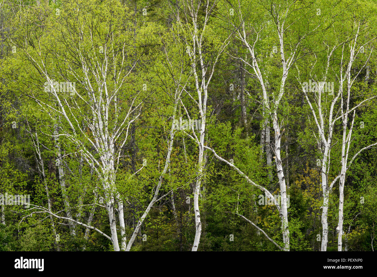 Ein Hügel von Birke (Betula Papyrifera) im Frühling, mit Blick auf die Kreuzung Creek, Greater Sudbury, Ontario, Kanada Stockfoto