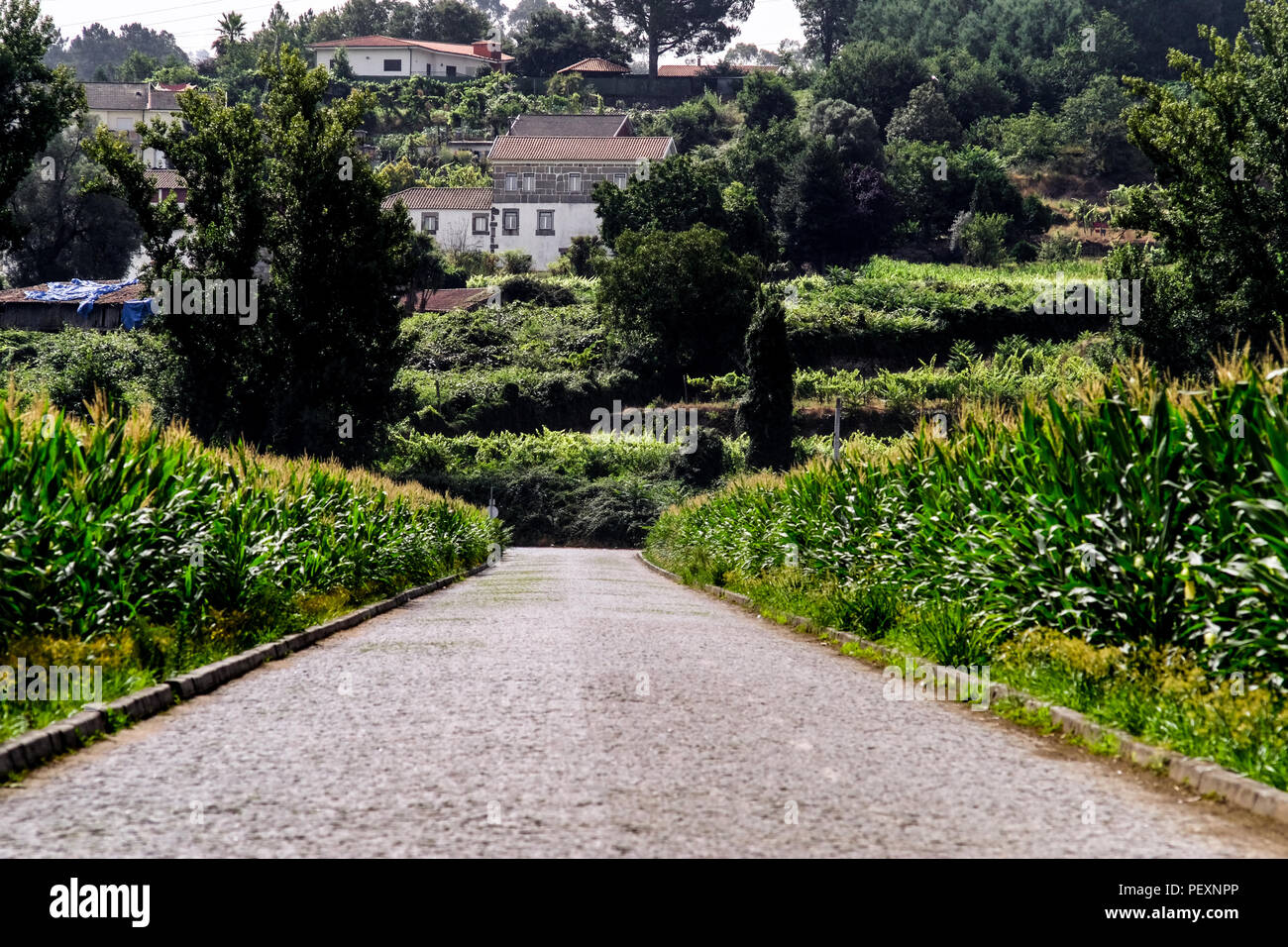 Mais Plantage in den Norden von Portugal Stockfoto