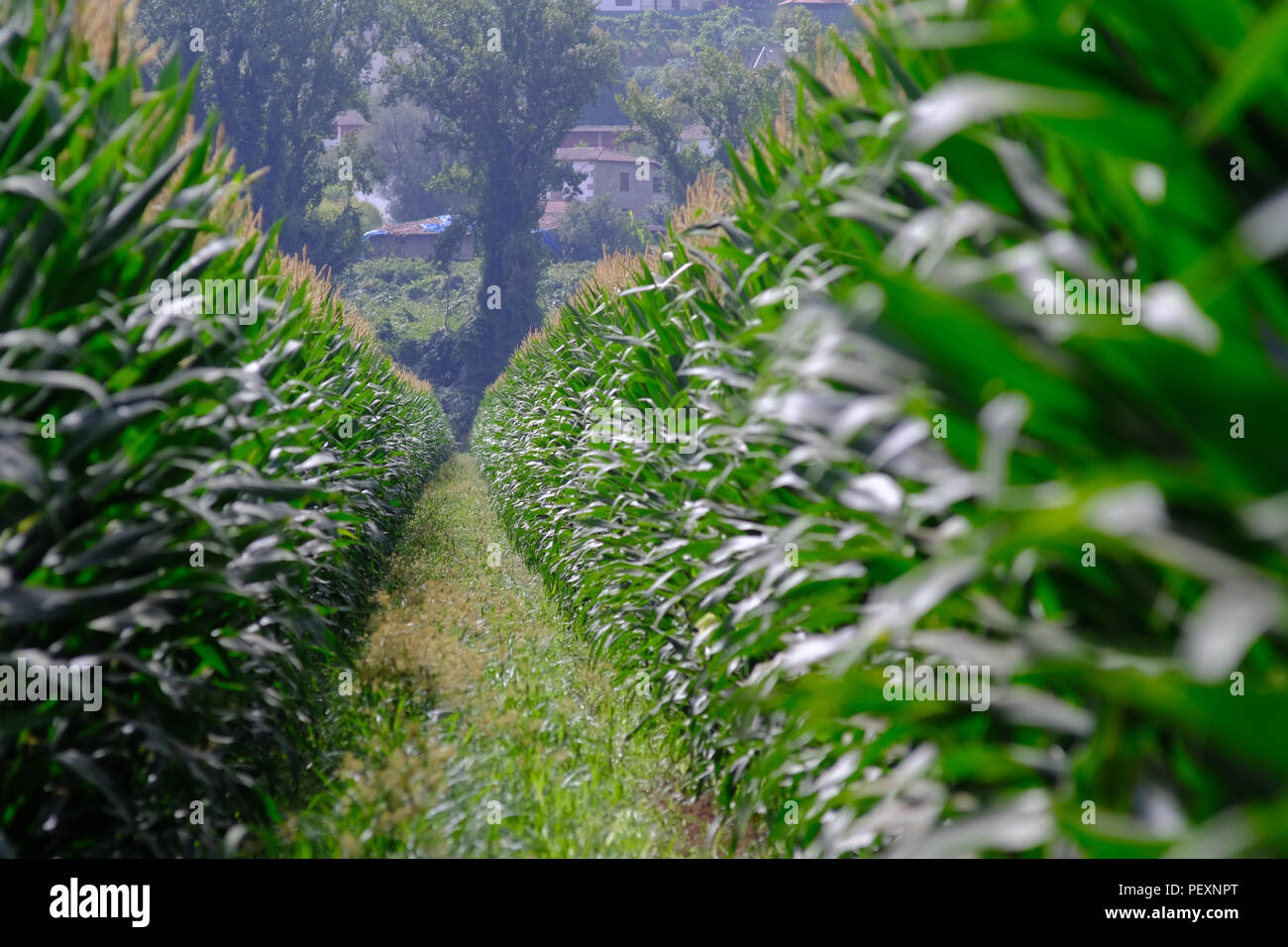 Mais Plantage in den Norden von Portugal Stockfoto