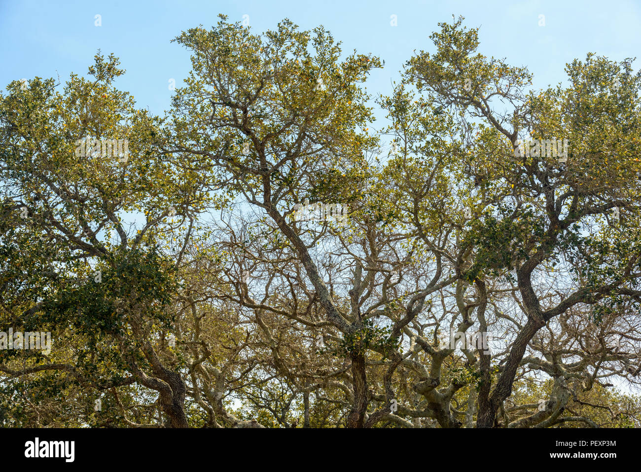 Frühling Bäume entlang der Aransas Küste, Aransas NWR, Texas, USA Stockfoto