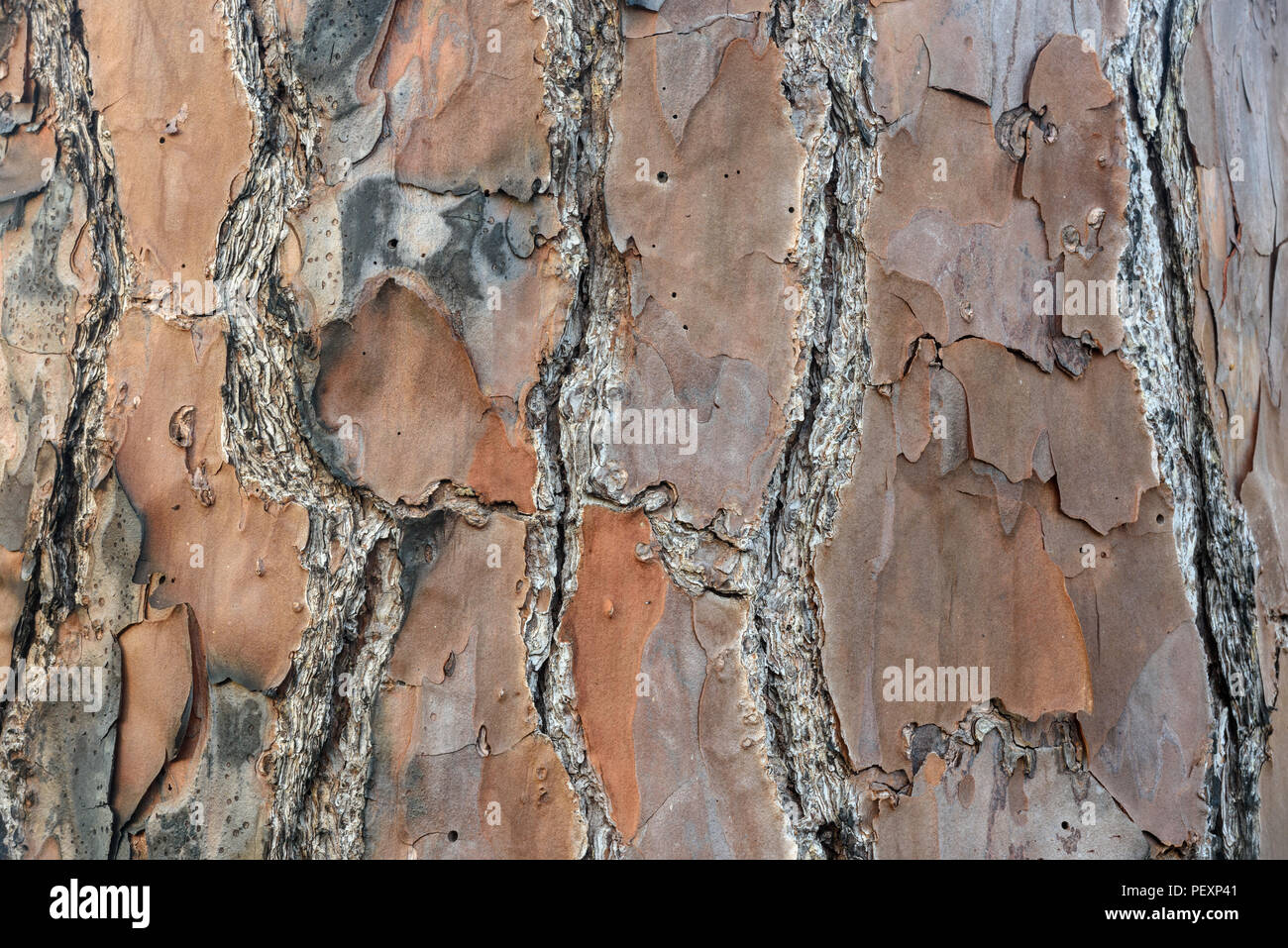 Longleaf Kiefer (Pinus palustris) Baumrinde, St. Marks NWR, Florida, USA Stockfoto