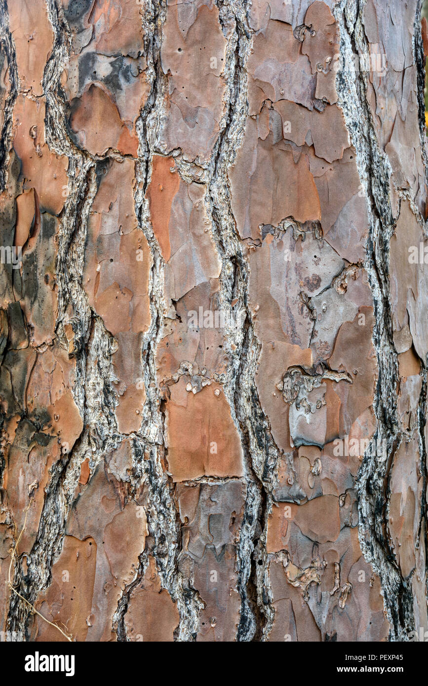 Longleaf Kiefer (Pinus palustris) Baumrinde, St. Marks NWR, Florida, USA Stockfoto