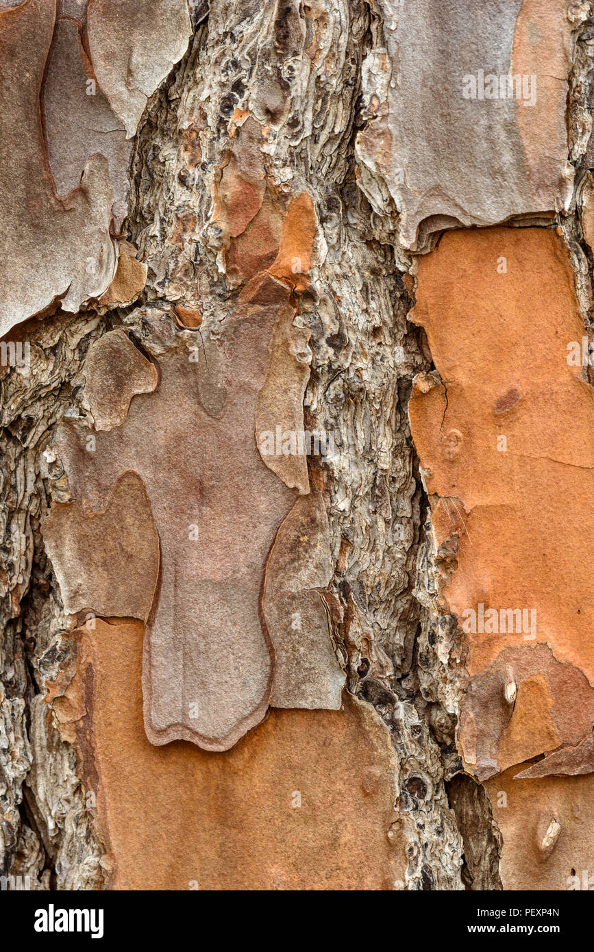 Loblolly Pine (Pinus taeda) Rinde, grosse Niederlassung NWR, Lacombe, Louisiana, USA Stockfoto