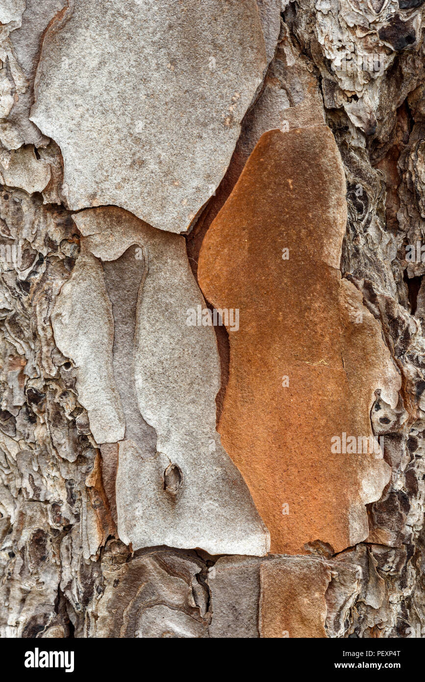 Loblolly Pine (Pinus taeda) Rinde, grosse Niederlassung NWR, Lacombe, Louisiana, USA Stockfoto