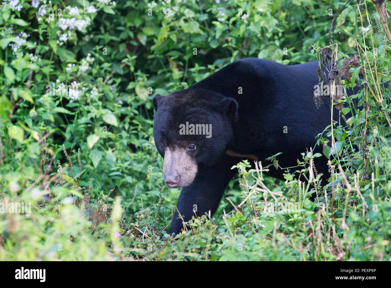 Sun Bear (Helarctos malayanus) im Wilden in Kaeng Krachan Nationalpark, Thailand Stockfoto