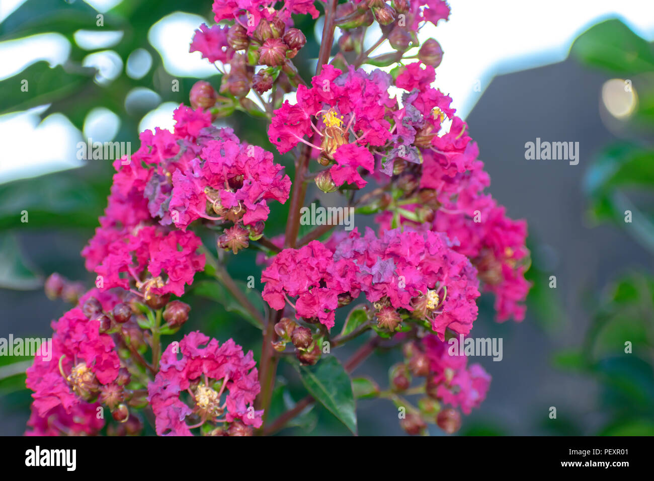 Makro hell rosa Myrtle Baum und Blumen Stockfoto