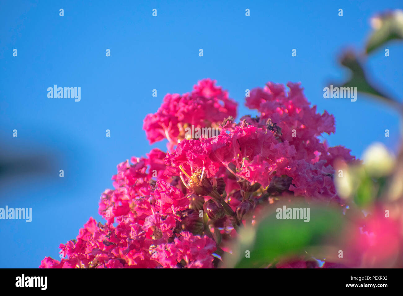 Close up Hell rosa Myrtle Baum und Blumen Stockfoto
