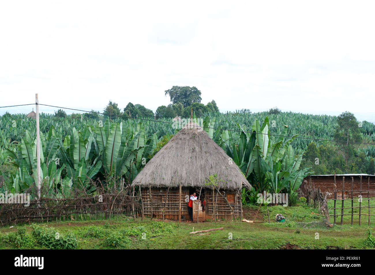 Die äthiopischen Bauern schaut aus seinem reetdach Home unter den  bananenblättern im ländlichen Äthiopien, Afrika Stockfotografie - Alamy