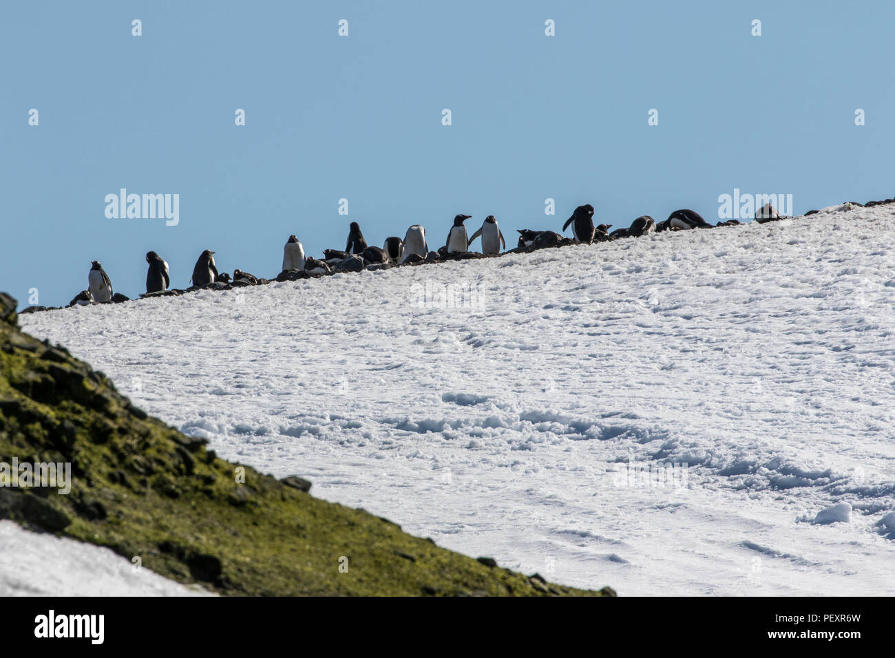 Gentoo Penguins im Schnee und in der South Shetland Inseln Stockfoto