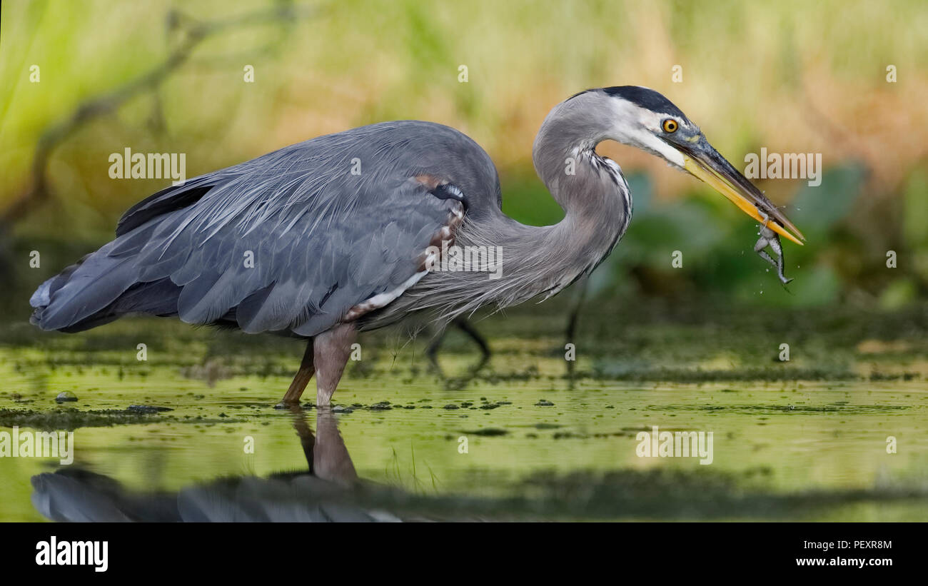 Great Blue Heron (Ardea herodias) Essen ein grüner Frosch am Rande eines Flusses - Ontario, Kanada Stockfoto