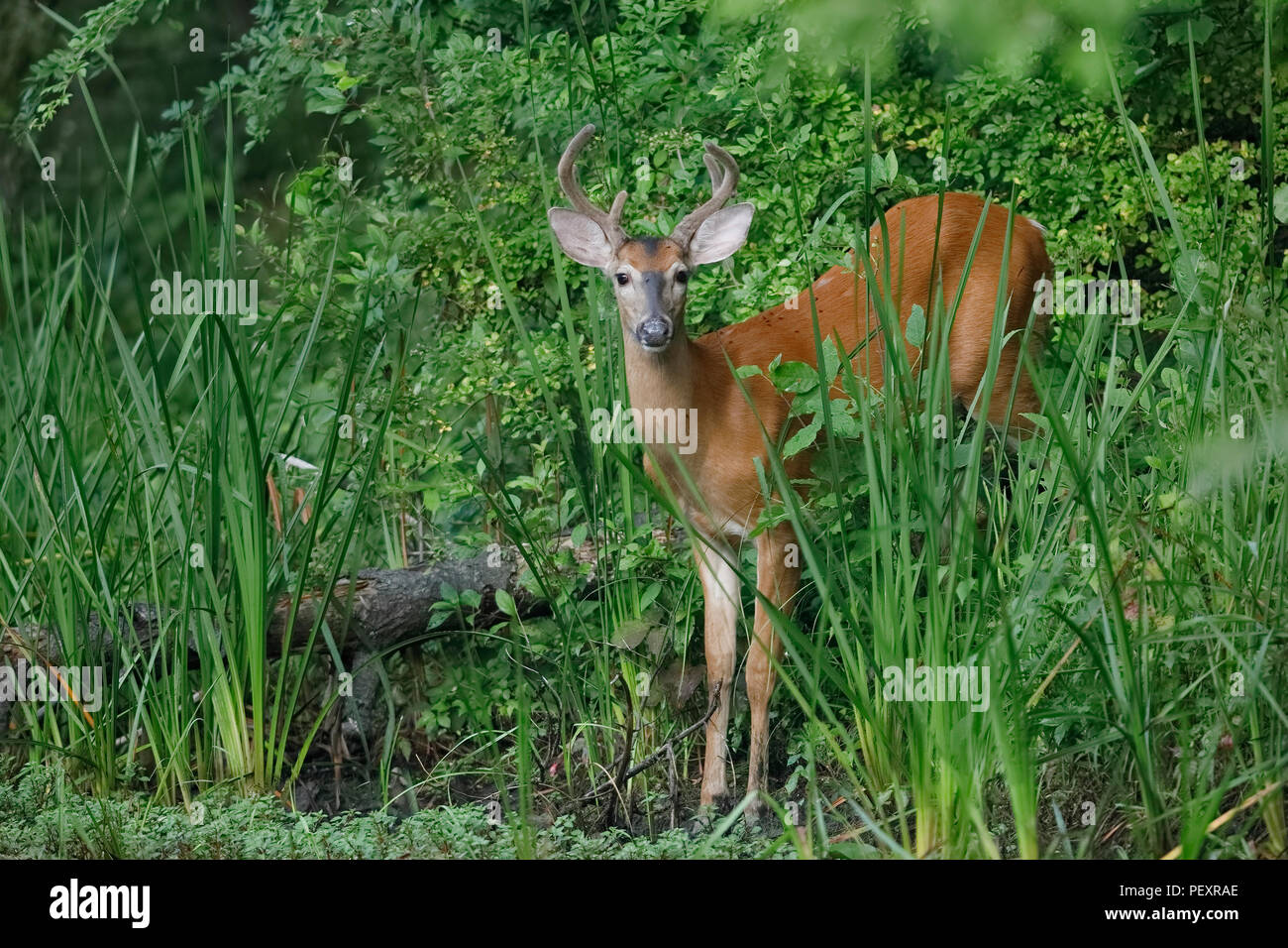 Weißwedelhirsche (Odocoileus virginiana) am Rande eines Flusses - Ontario, Kanada Stockfoto