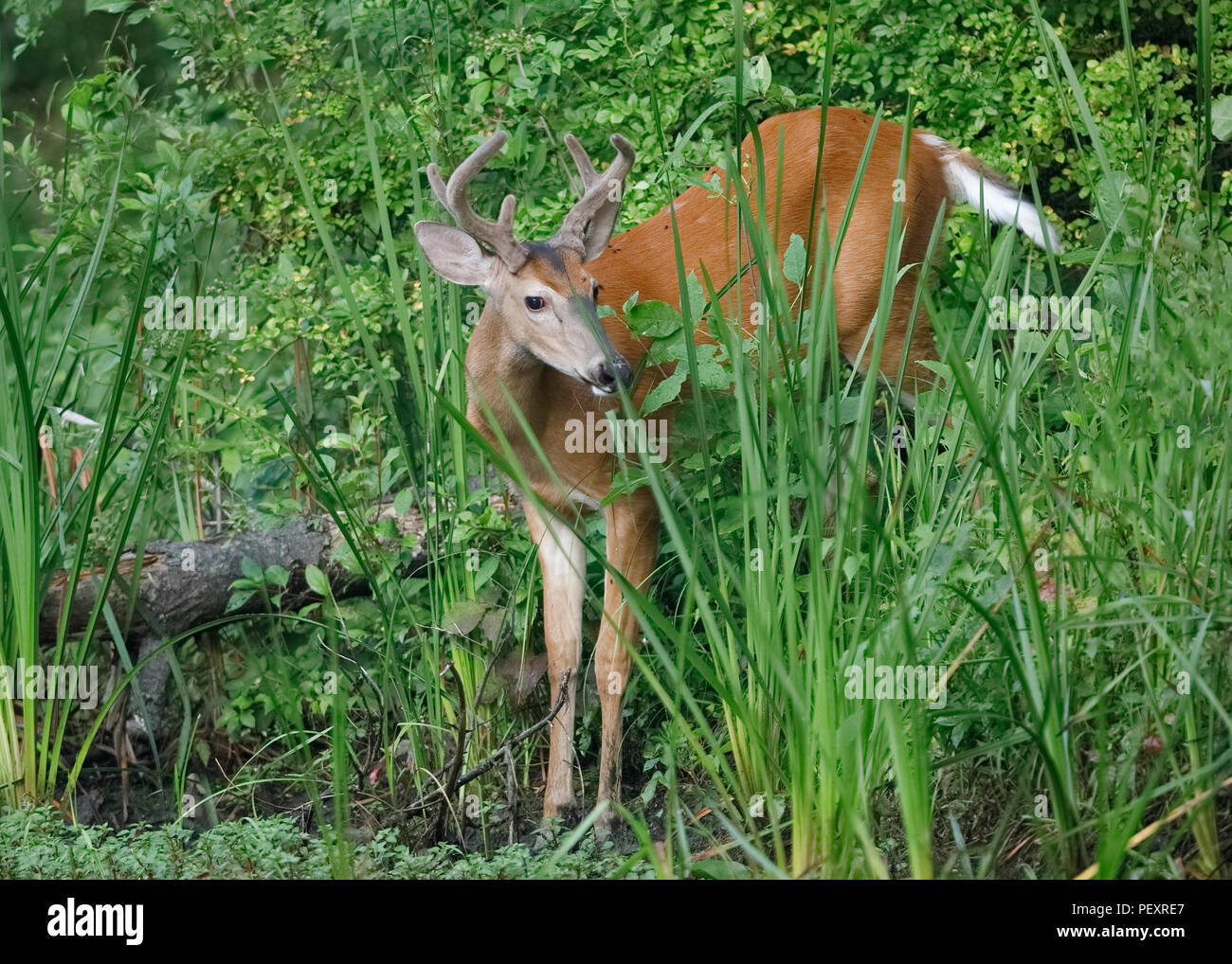 Weißwedelhirsche (Odocoileus virginiana) am Rande eines Flusses - Ontario, Kanada Stockfoto