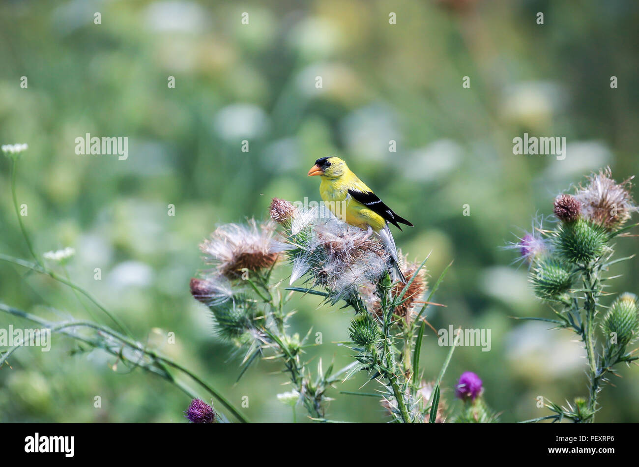 Bunter Vogel auf bunte Blume Stockfoto