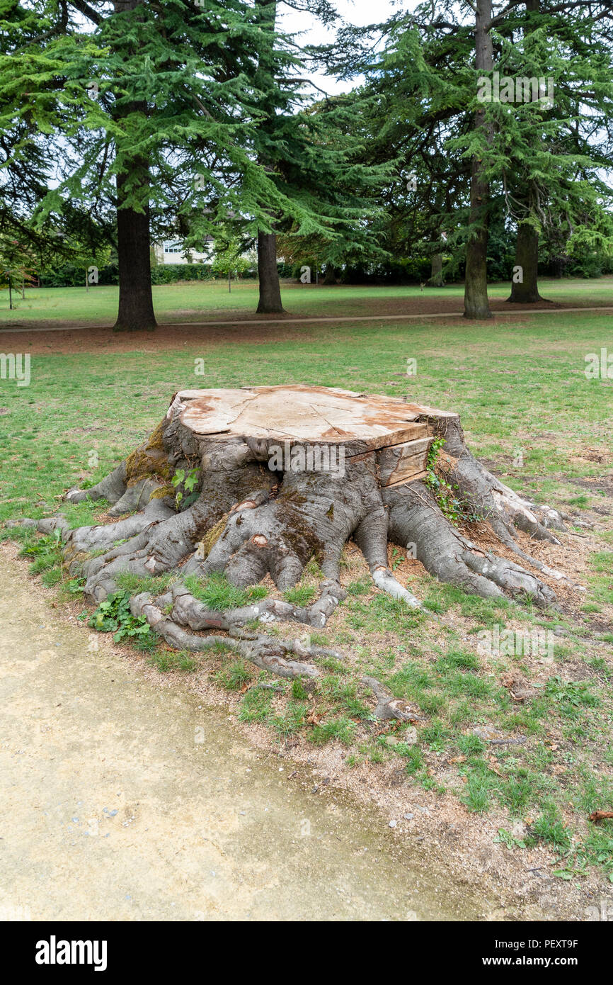 Großen Baumstumpf in den öffentlichen Park Stockfoto