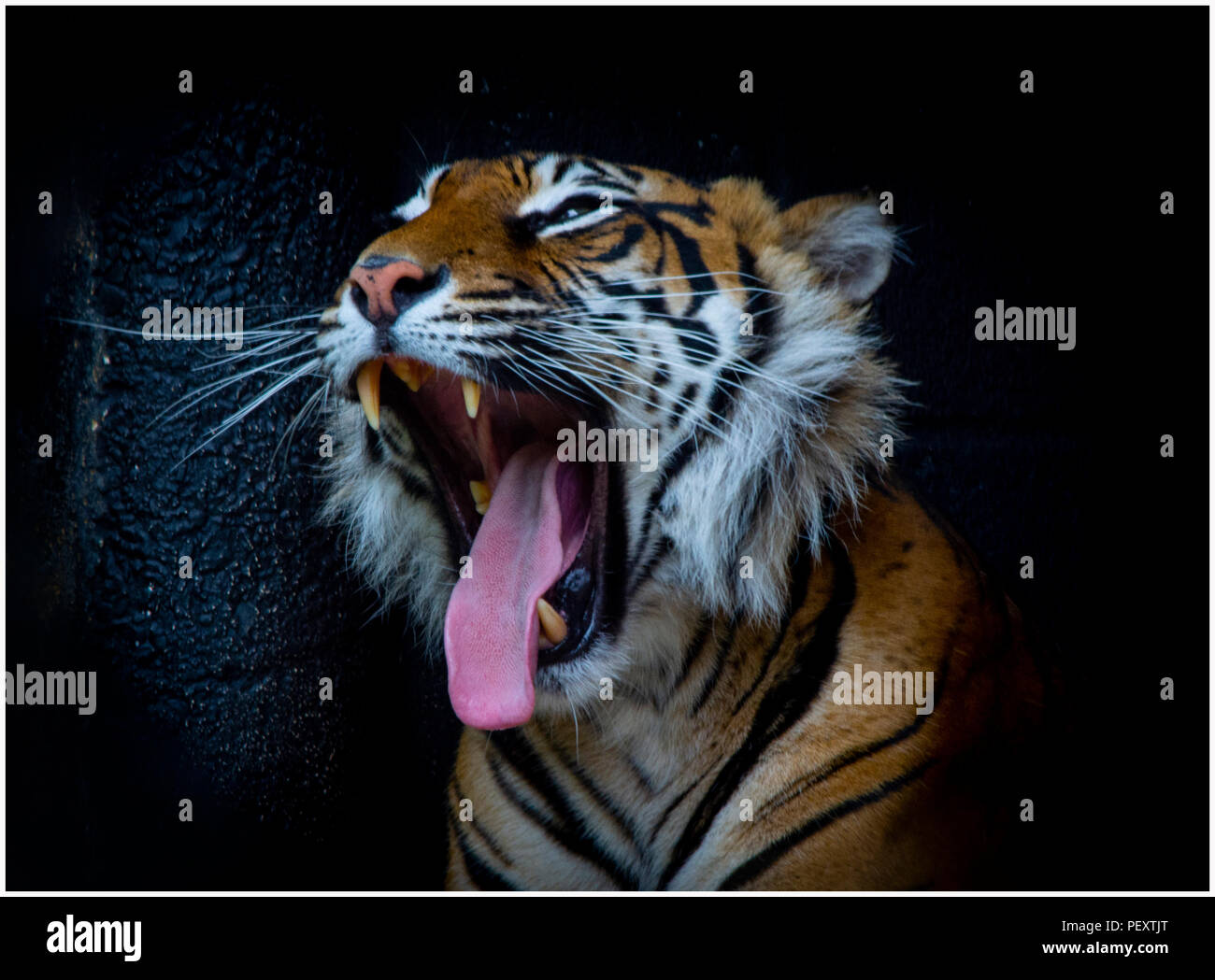 Sumatra Tiger fotografierte in Gefangenschaft Stockfoto