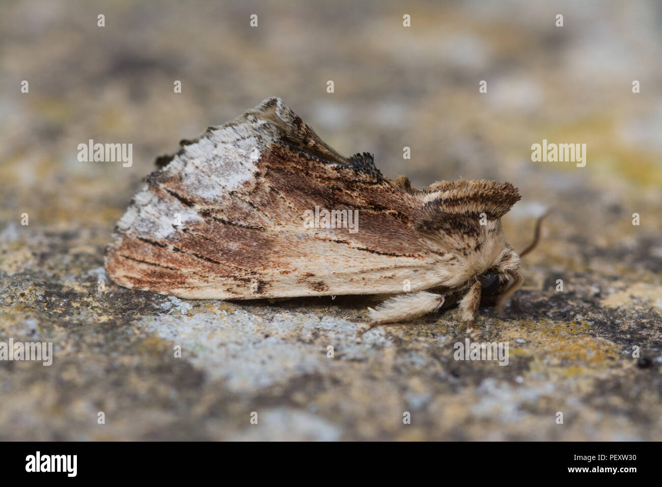 Ahorn prominente Motte (Ptilodon cucullina) Stockfoto