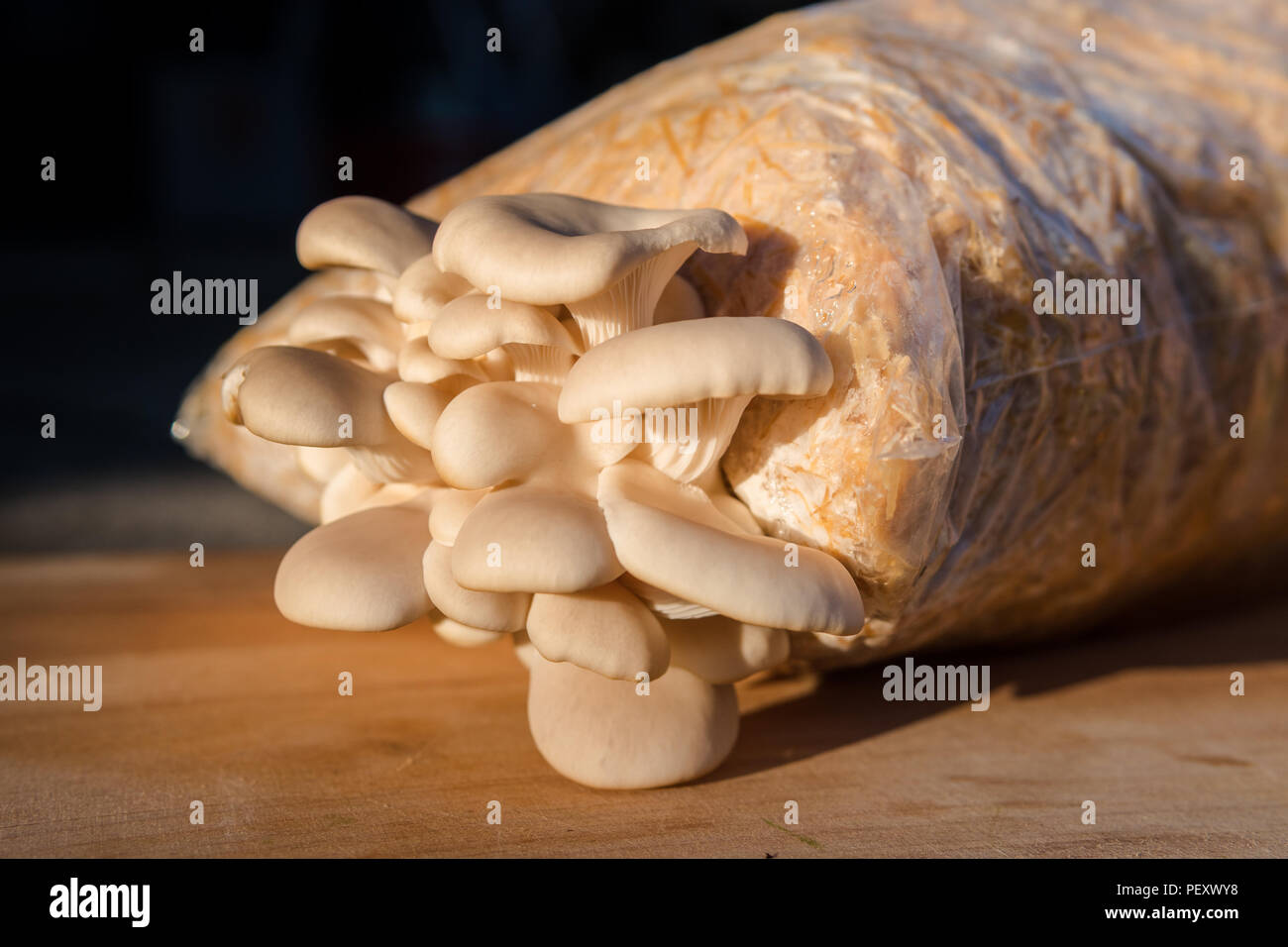 Pilzfarm zu Hause in einem Beutel wächst Stockfoto