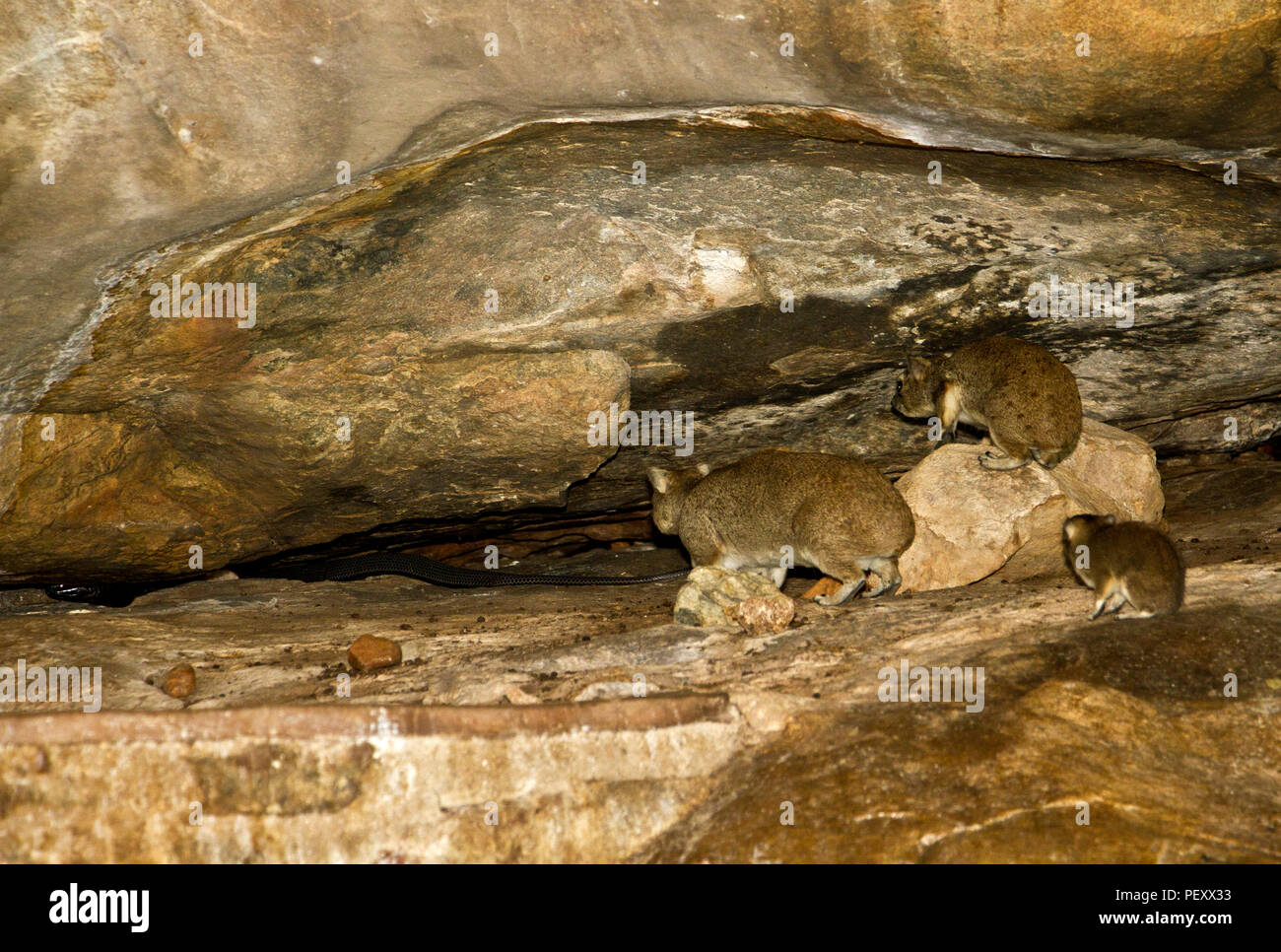 Eine schwarze Speikobra Jagden baby Hyrax in die Granitfelsen beide Zuhause machen. Die Hyrax Geburt am Ende der Regenzeit und die Kobras, Stockfoto