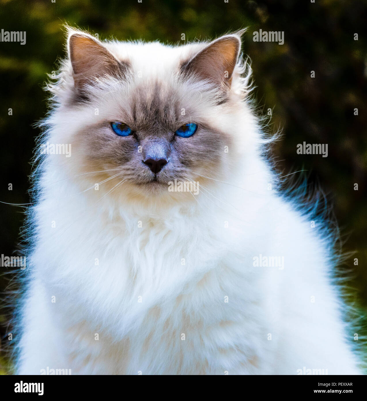 Weiße Hauskatze Stockfoto