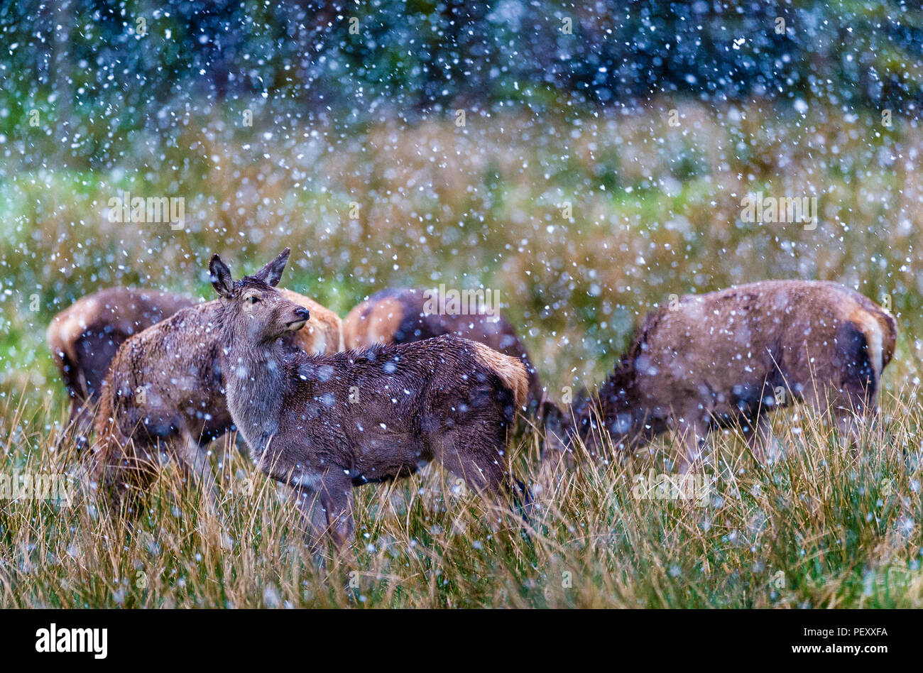 Rotwild in einem schneedusche in Norwegen Stockfoto