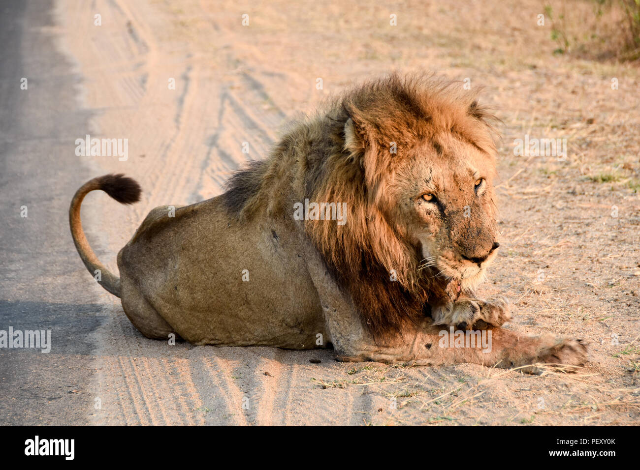 Männliche Löwe am Straßenrand leckt seine Pfoten im Krüger Nationalpark, Südafrika Stockfoto