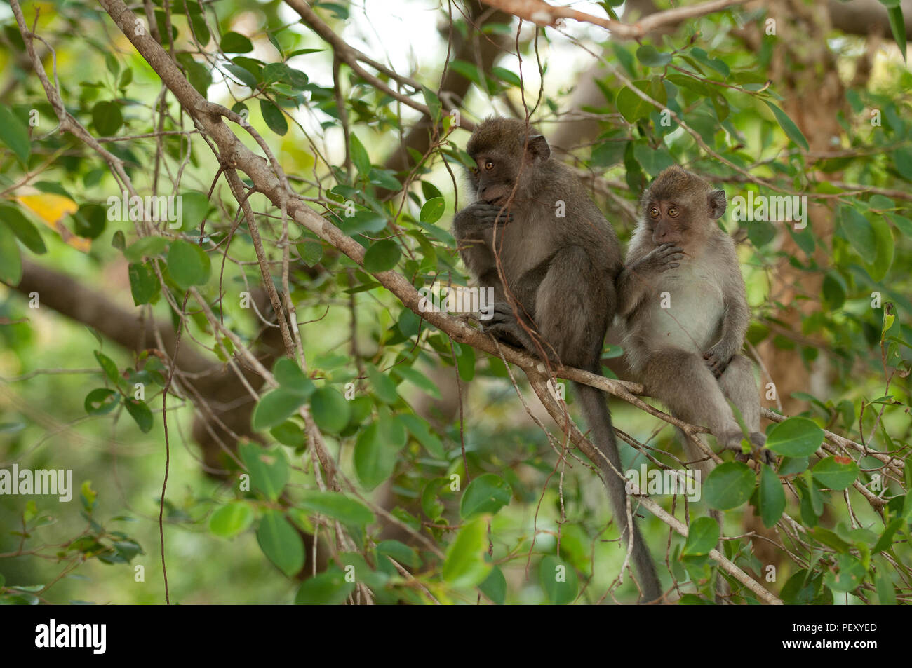 Krabbe - Essen Makaken, lange Makaken (Macaca fascicularis), Thailand Macaque crabier, Macaque à longue Queue tailed Stockfoto