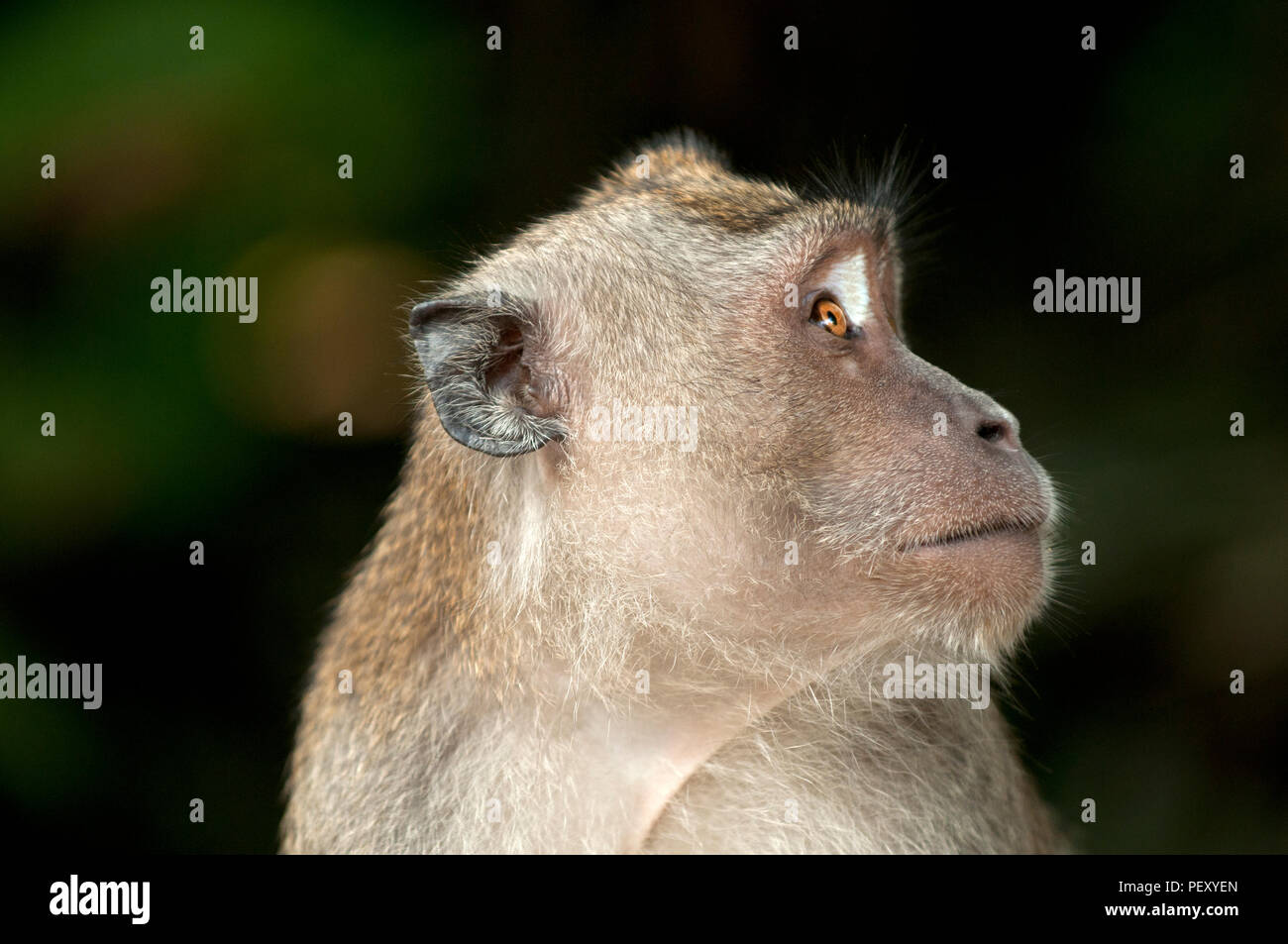 Krabbe - Essen Makaken, lange Makaken (Macaca fascicularis), Thailand Macaque crabier, Macaque à longue Queue tailed Stockfoto