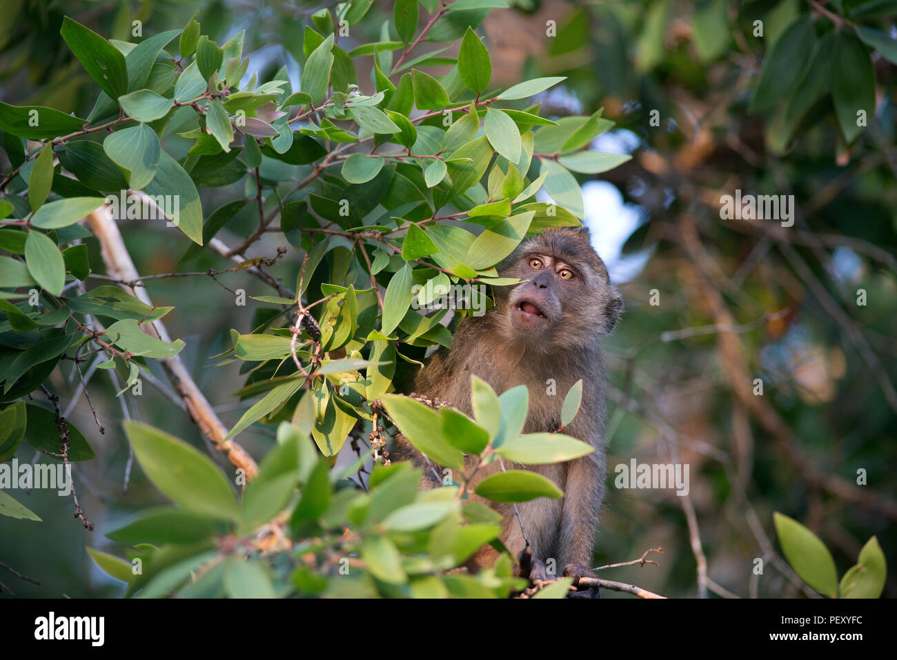 Krabbe - Essen Makaken, lange Makaken (Macaca fascicularis), Thailand Macaque crabier, Macaque à longue Queue tailed Stockfoto