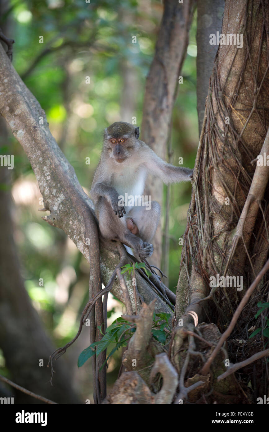 Krabbe - Essen Makaken, lange Makaken (Macaca fascicularis), Thailand Macaque crabier, Macaque à longue Queue tailed Stockfoto