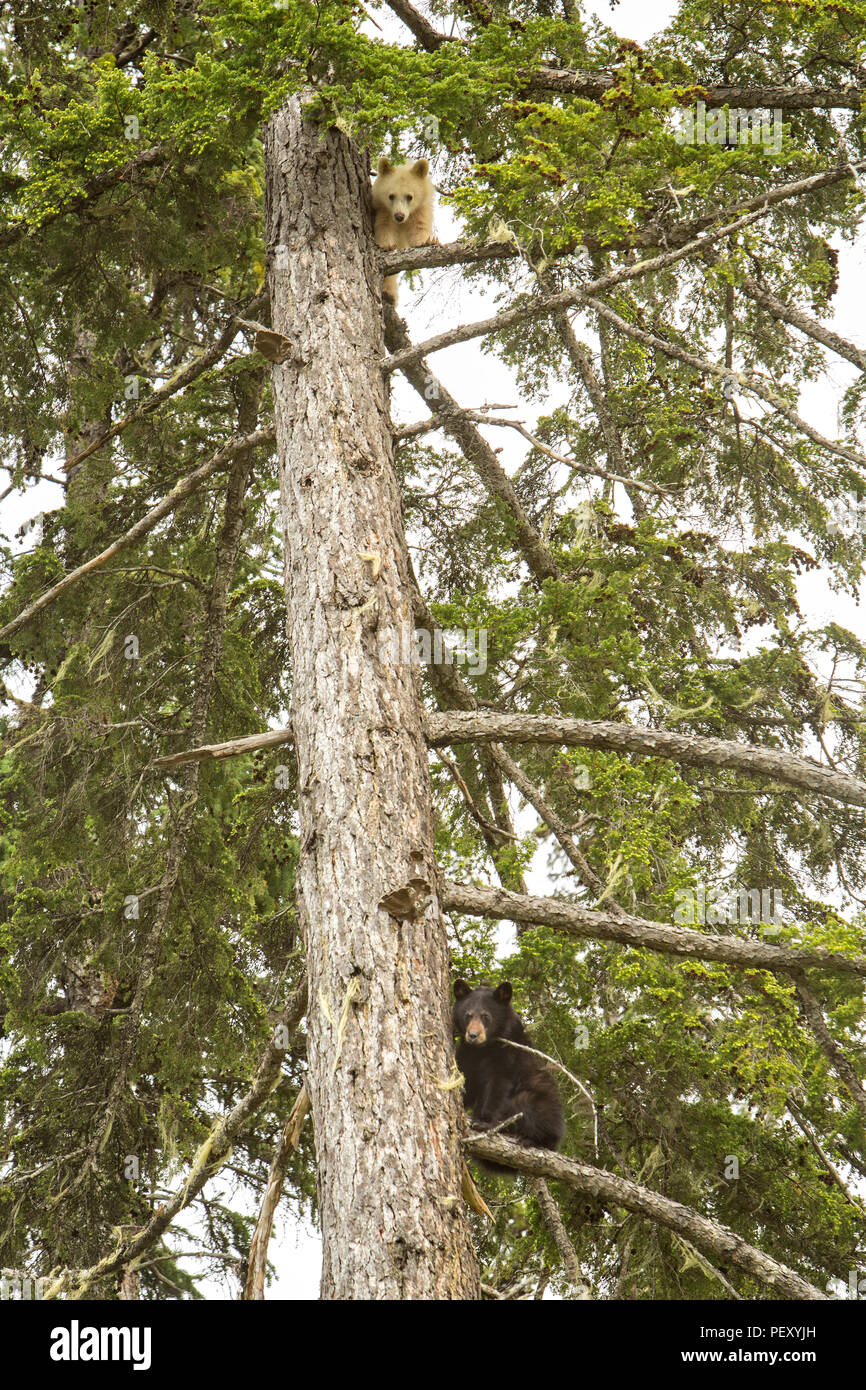 Spirit Bear Cub auf einen Baum Stockfoto