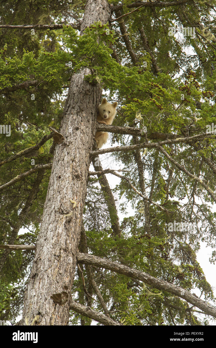 Spirit Bear Cub peering von bis treew Stockfoto