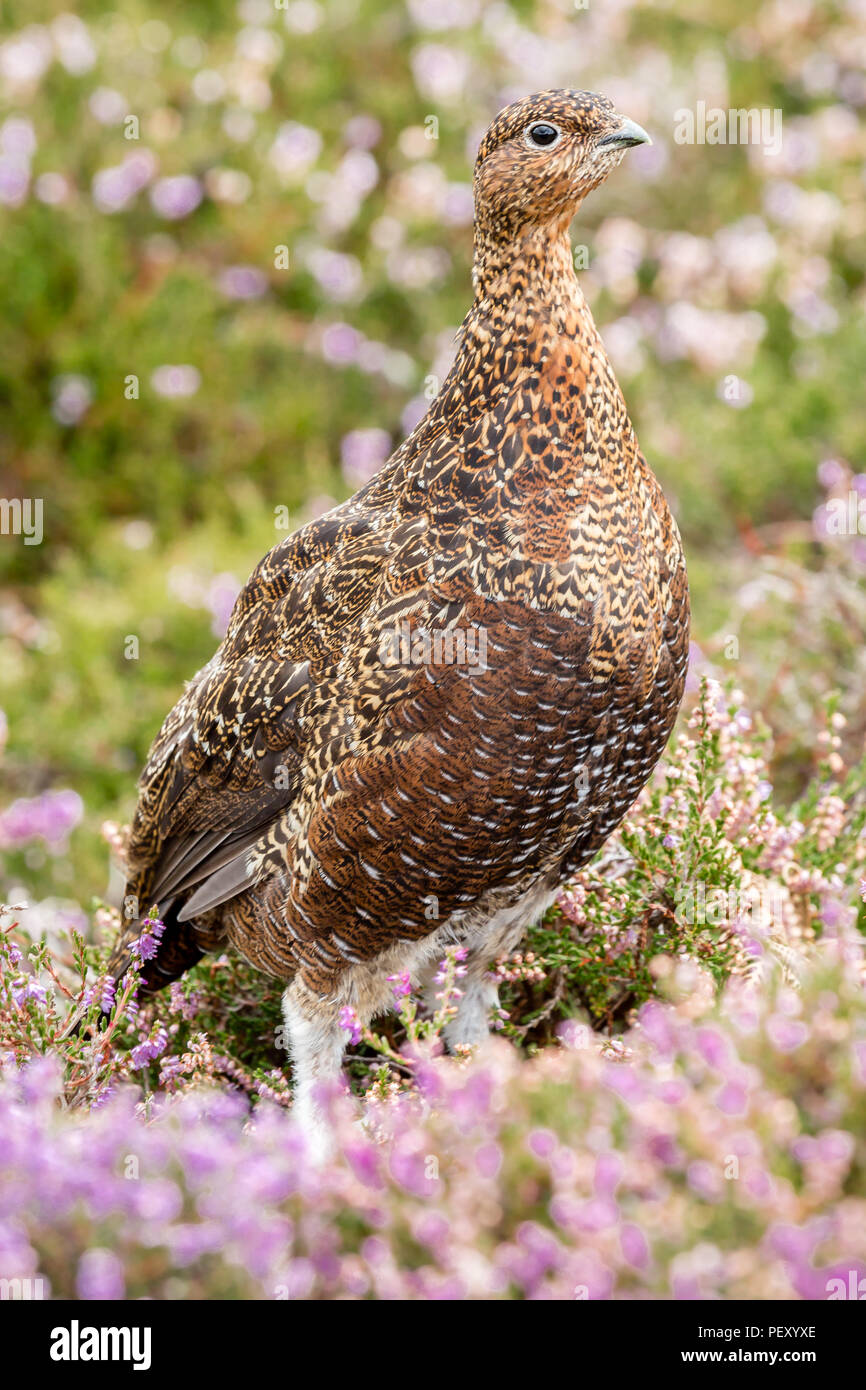 Moorschneehuhn im natürlichen Lebensraum von lila Heidekraut und Gräser auf Grouse Moor in Großbritannien zu Beginn der Saison schießen, Portrait. Lagopus Lagopus. Stockfoto